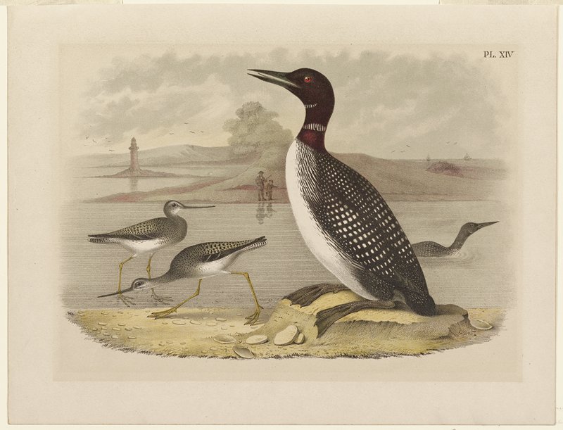 Loon, Theodore Jasper, c. 1881