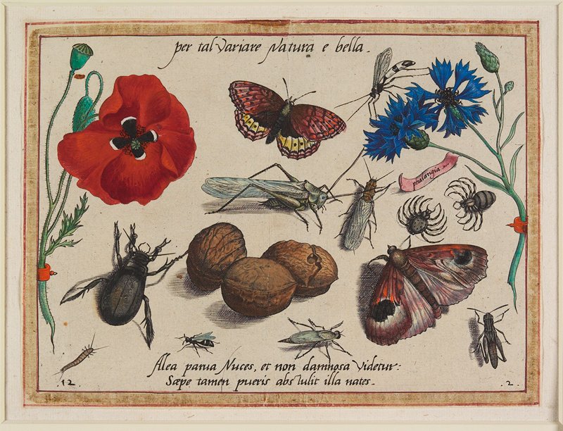 Per tal variare Natura e bella, Jacob Hoefnagel, 1592