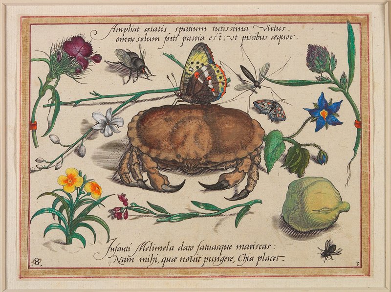 Ampliat aetatis spatium tutissima virtus omne solum forti patria est, ut piscibus aquor, Jacob Hoefnagel, 1592