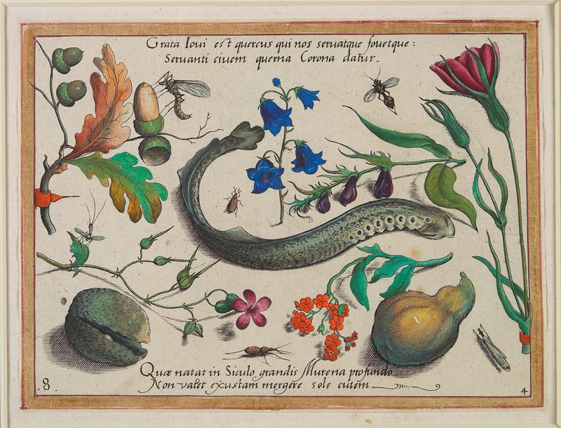 Grata Ioui est querous qui nos seruatque fouetque - Seruanti ciuem querna Corona datur, Jacob Hoefnagel, 1592