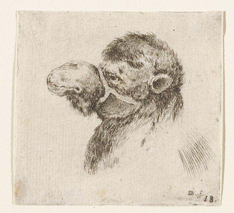 Tête de Chameau, Stefano della Bella, 17th century