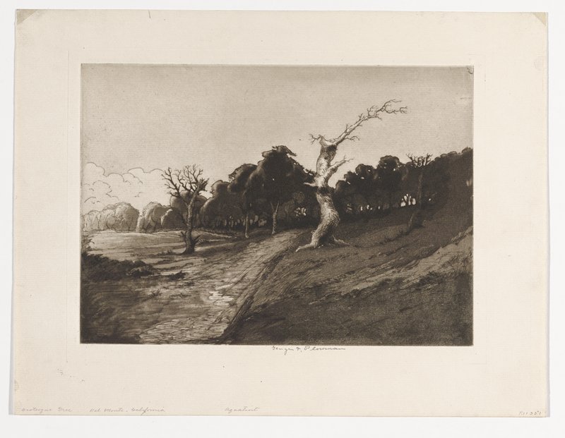 Grotesque Tree, Del Monte, California, George Taylor Plowman, 19th century