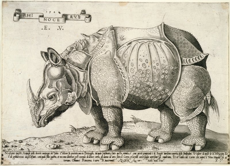 Rhinoceros, Enea Vico, 1548