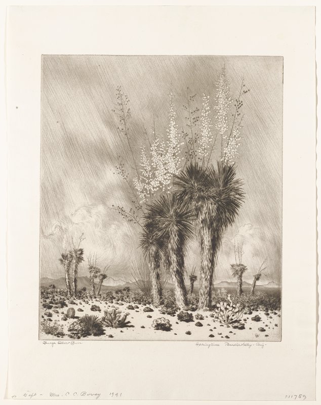 Springtime, Paradise Valley, Arizona, George Elbert Burr, 19th-20th century