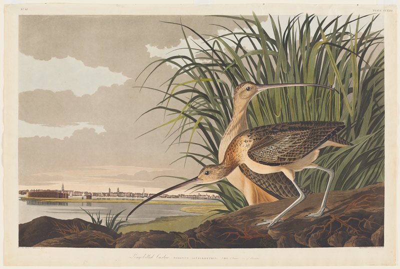 Long-Billed Curlew, after John James Audubon, 1834