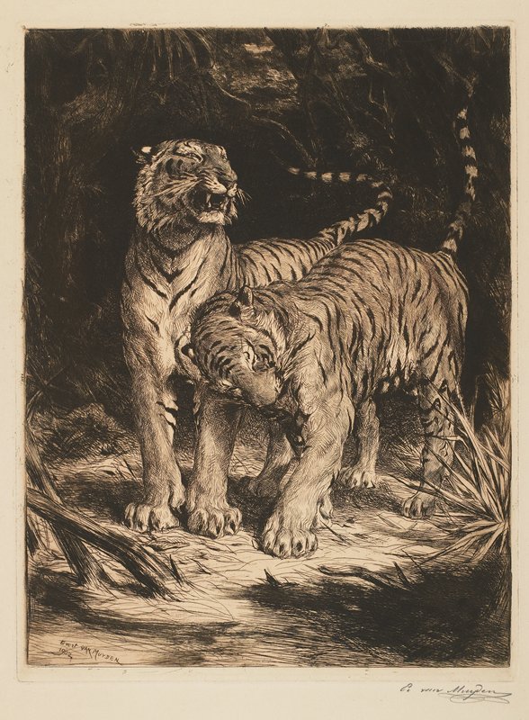 Two Tigers, Evert van Muyden, 1888
