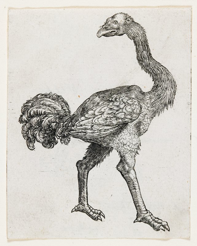 Ostrich, 1450–80