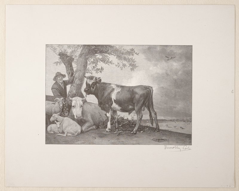 The Young Bull, Timothy Cole, 1894