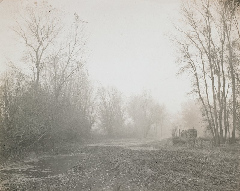 Untitled [trees and fence], William E. Dassonville, c. 1900