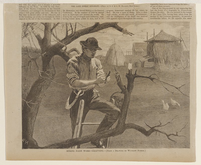Spring Farm Work - Grafting, Winslow Homer, 1870