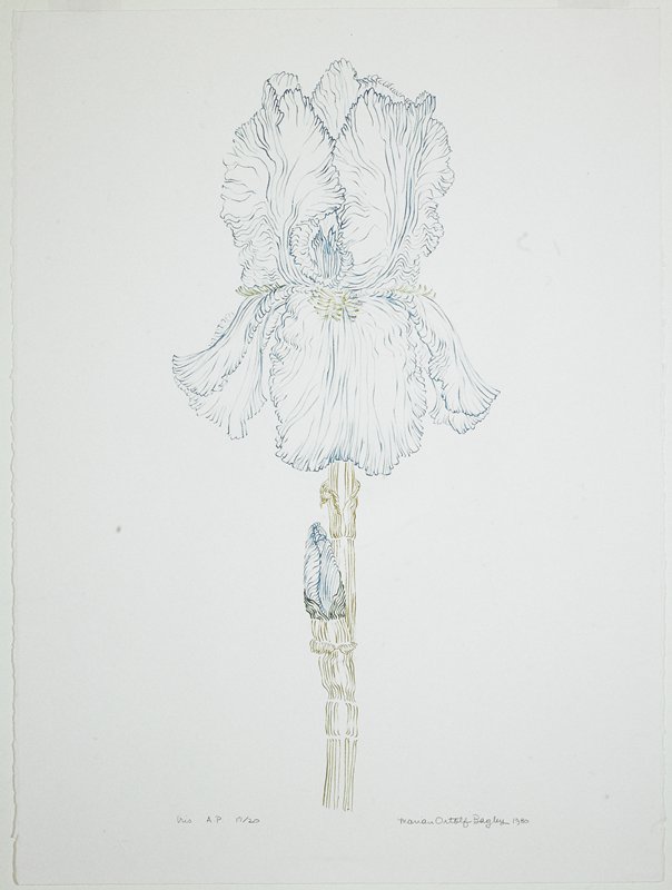Iris, Marion-Ortolf Bagley, 1980