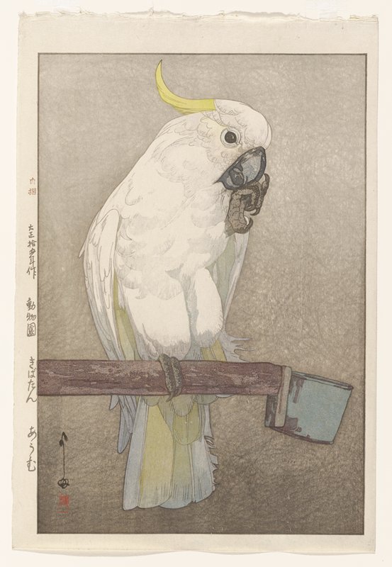 Sulphur-crested Cockatoo, Yoshida Hiroshi, 1926