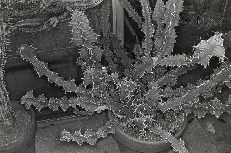 Cactus, Brooklyn Botanical Garden, Lee Friedlander, 1973