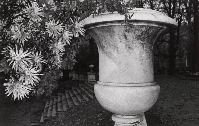 Chrysanthemums in Garden Pot, Luxembourg Gardens, Paris, Lee Friedlander, 1972