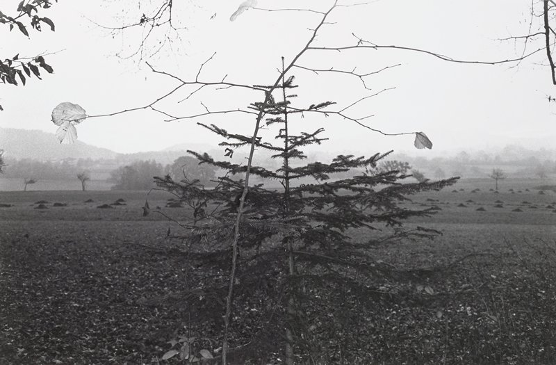 Evergreen Tree, Northern France, Lee Friedlander, 1972