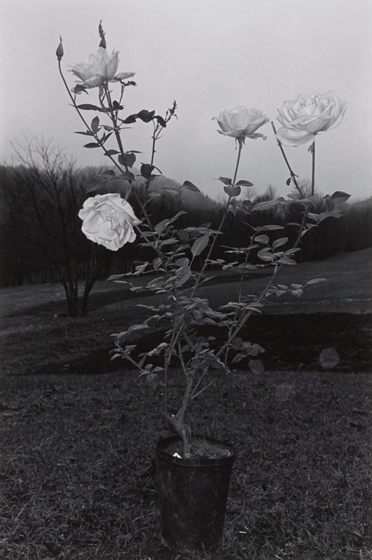 Potted Rose, Putney, Vermont, Lee Friedlander, 1972 (printed 1975)