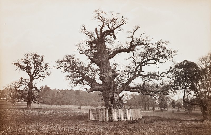 Old Oak, Penshurst, England, 19th century