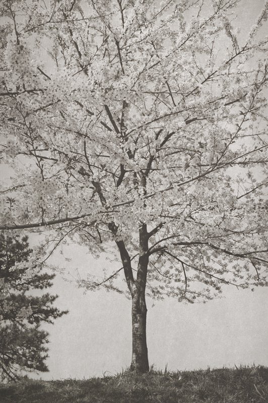 Tokyo, Lee Friedlander, 1981