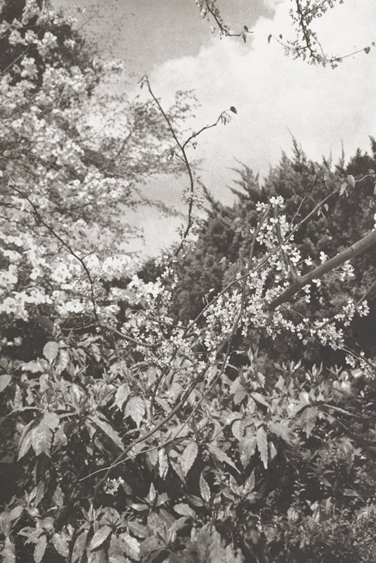 Tokyo, Lee Friedlander, 1977