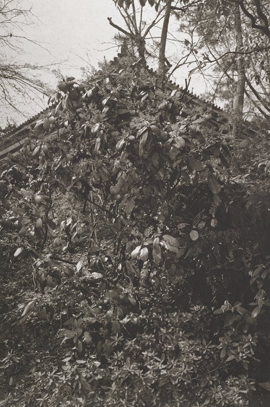 Kyoto, Lee Friedlander, 1979