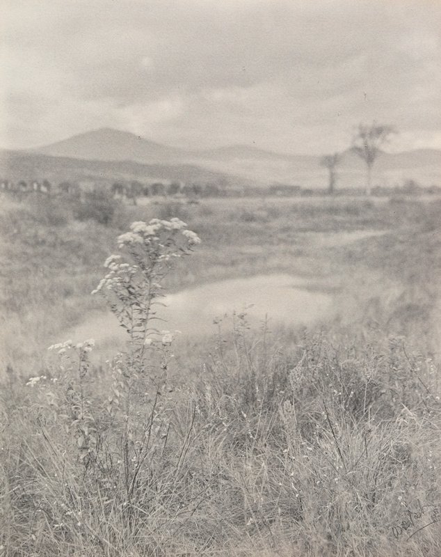 Wild Aster, William B. Post, 19th-20th century