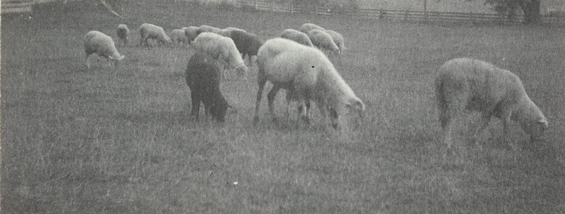 Untitled [Grazing Sheep], William B. Post, 19th-20th century