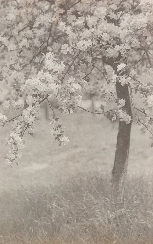 Untitled [Apple Tree in Bloom], William B. Post, 19th-20th century