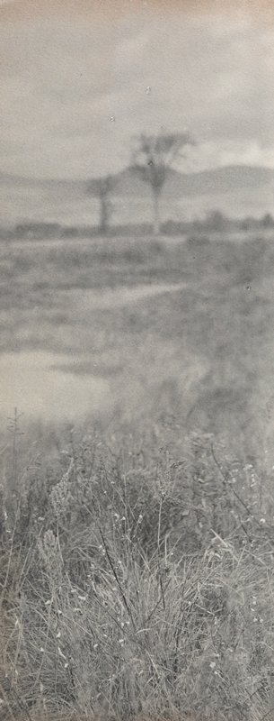 Untitled [Field Grasses], William B. Post, 19th-20th century