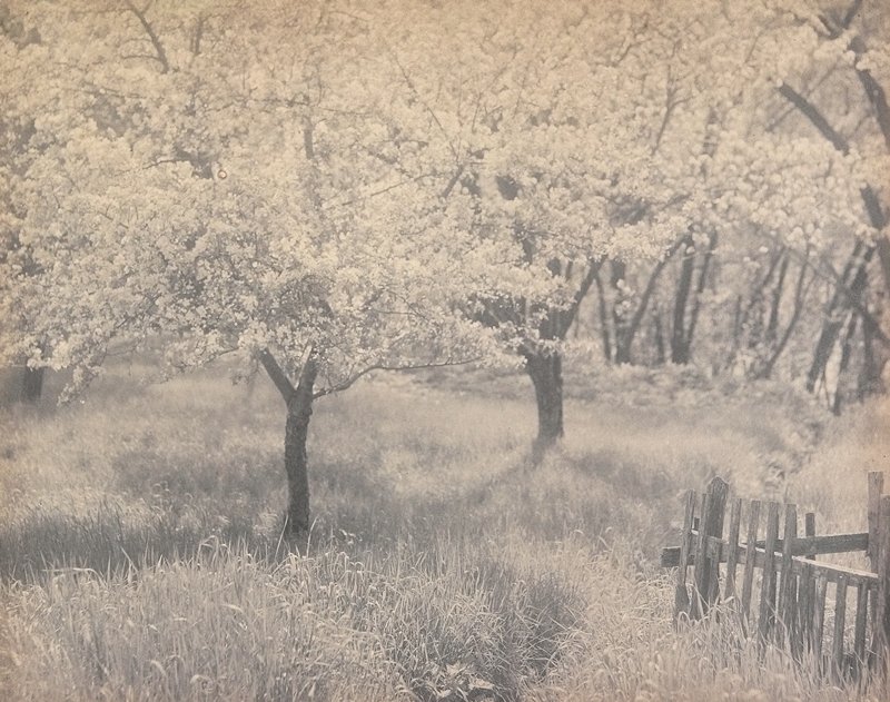 Untitled [Apple Blossoms and Fence], William B. Post, c. 1900