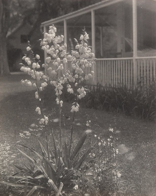 Untitled [Spiky Plant with Porch], William B. Post, 19th-20th century