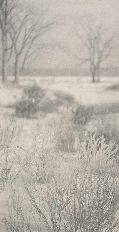 Untitled [Grasses in Snow], William B. Post, 19th-20th century