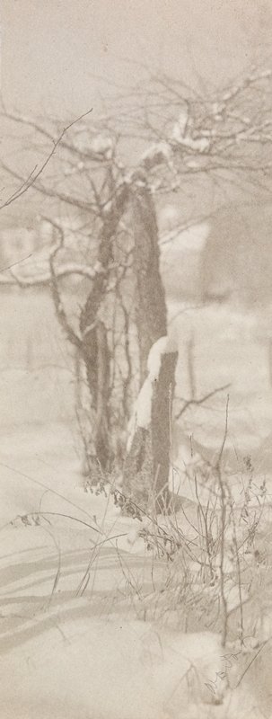 Untitled [Fence Post and Grasses in Snow], William B. Post, 19th-20th century