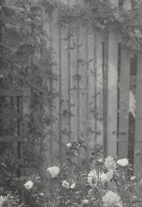 Untitled [Asters with Fence], William B. Post, 19th-20th century