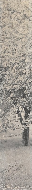 Untitled [Apple Blossoms], William B. Post, 1898