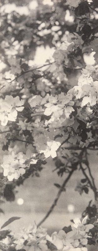 Untitled [Blossoms], William B. Post, 19th-20th century