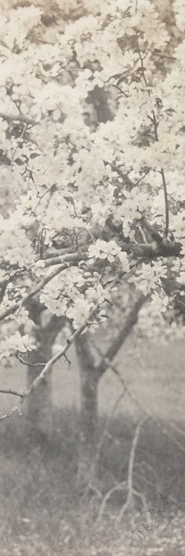 Untitled [Apple Blossom Branch], William B. Post, 19th-20th century