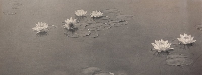 Untitled [Water Lilies], William B. Post, 19th-20th century