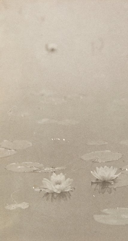 Untitled [Two Lilies], William B. Post, 19th-20th century
