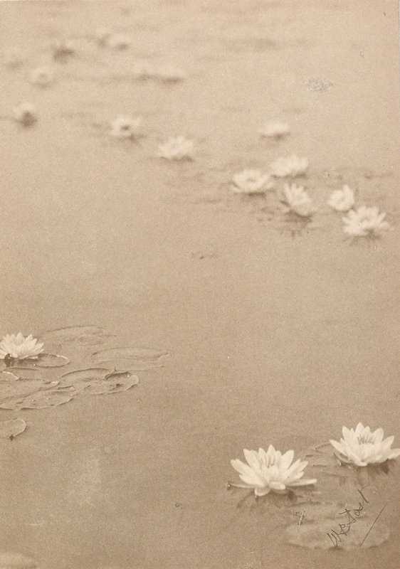 Untitled [Water Lilies], William B. Post, 19th-20th century