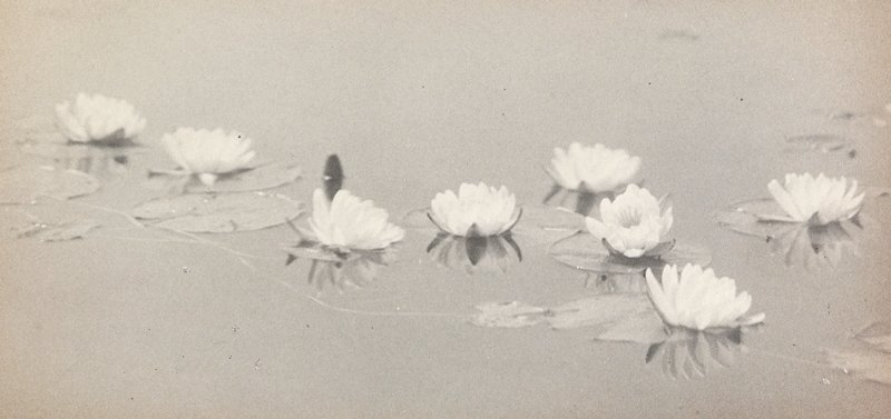 Untitled [Water Lilies], William B. Post, 19th-20th century