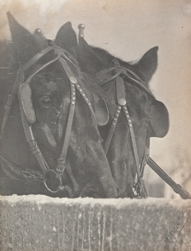 Untitled [Two Horses Drinking], William B. Post, 19th-20th century