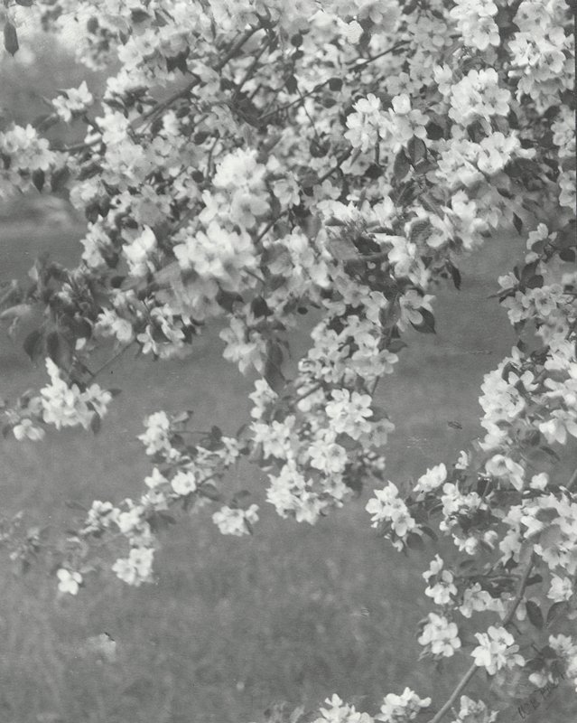 Untitled [Blossoms], William B. Post, 19th-20th century