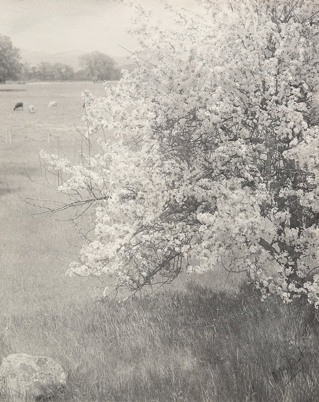Untitled [Apple Blossoms with Cows in Distance], William B. Post, 19th-20th century