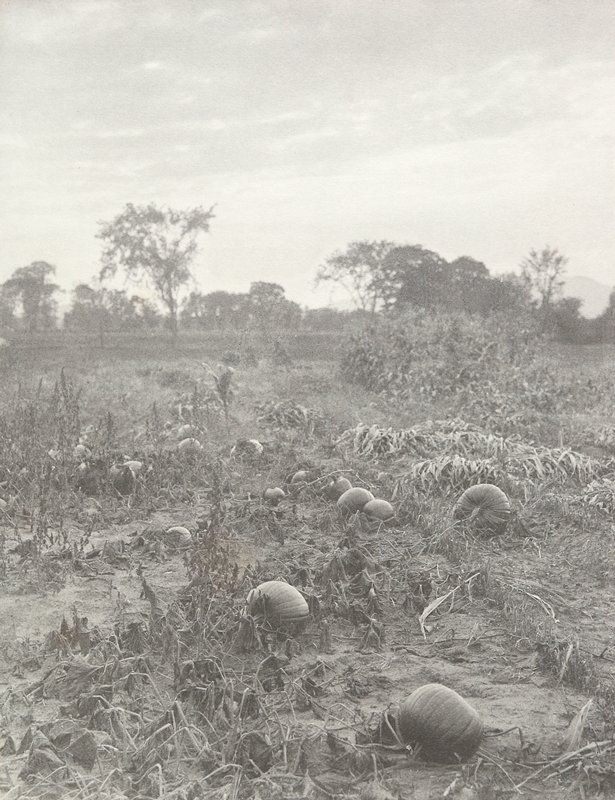 Untitled [Pumpkins in a Field], William B. Post, 19th-20th century