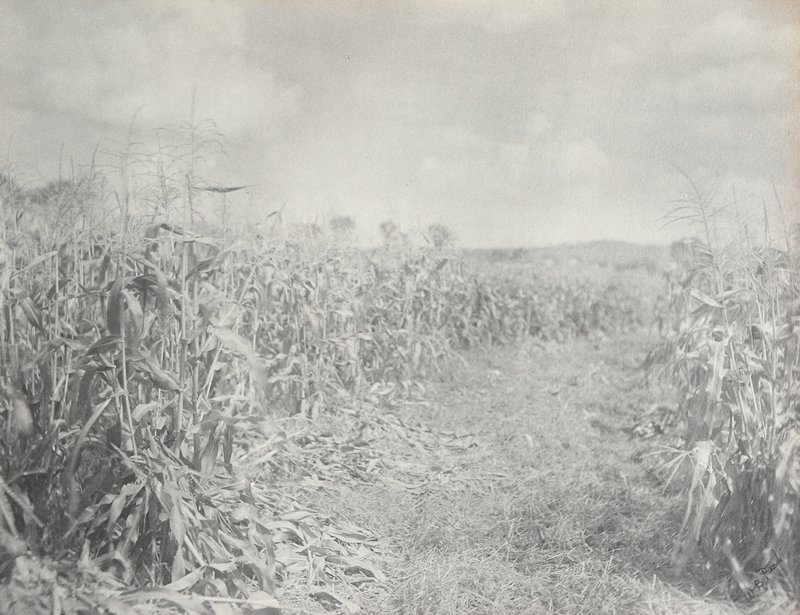 Untitled [Row Between Corn Rows], William B. Post, 19th-20th century