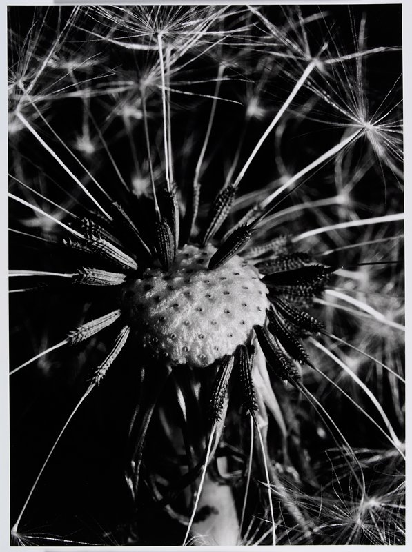 Dandelion, Zürich, Switzerland, Werner Bischof, 1934