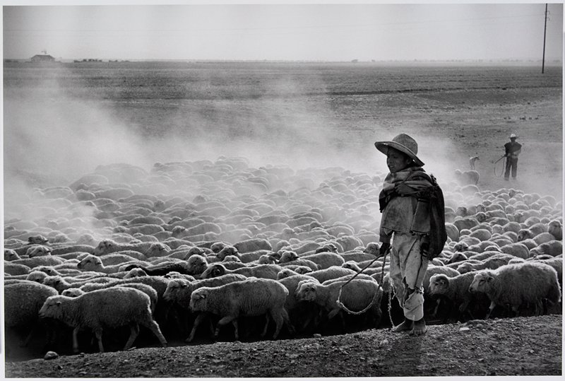 Sheep in Hidalgo, Mexico, Werner Bischof, 1954