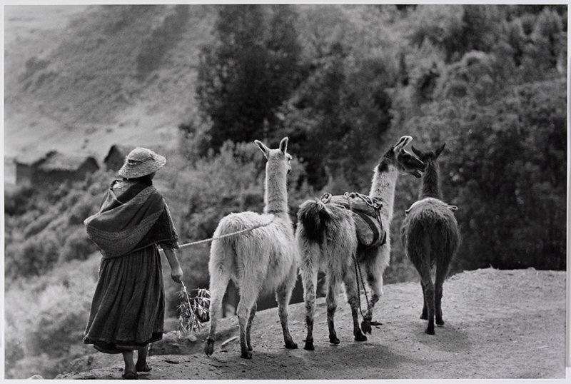 Girl with Llamas, Pisac, Peru, Werner Bischof, 1954