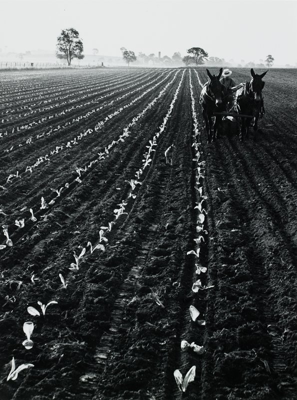 Planting Tobacco, George A. Tice, 1962