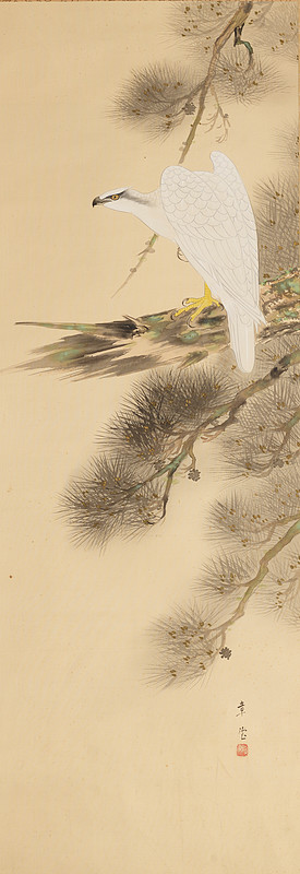 White hawk in pine tree, Shōdō 章堂, 19th century